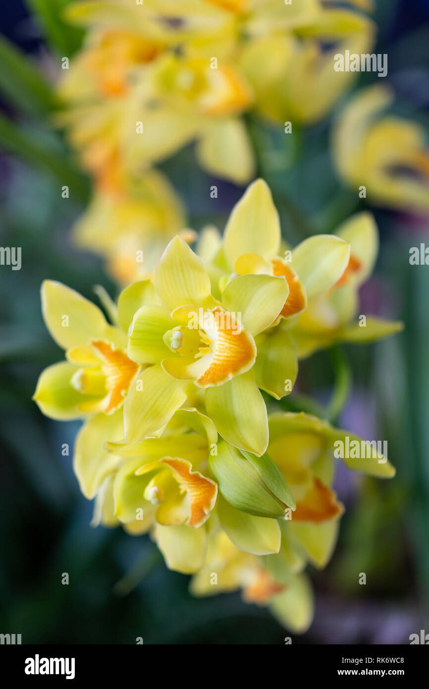Selrcted giardino di fiori di orchidea per il decor e la bellezza Foto Stock