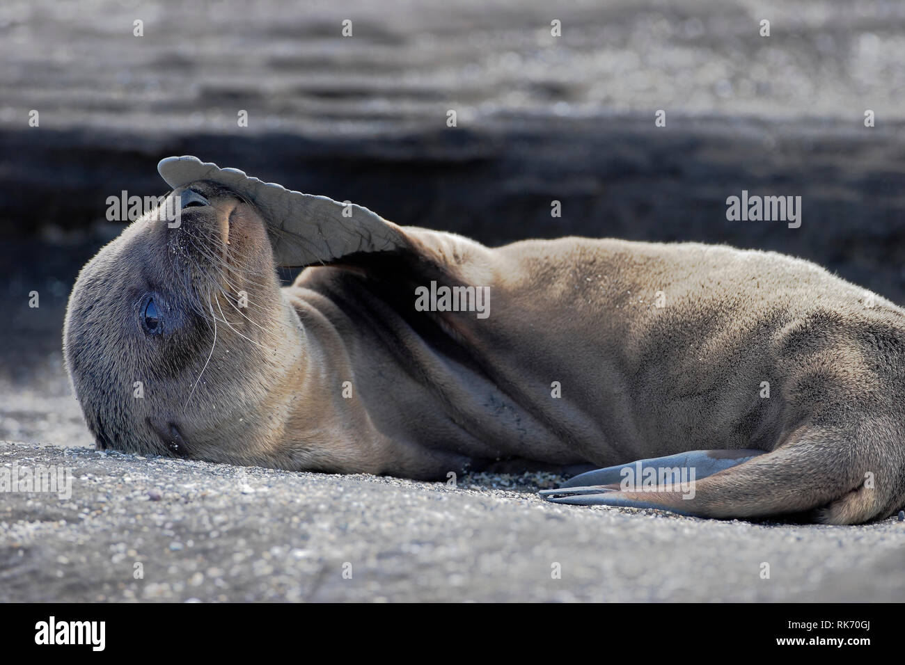 Le Galapagos pelliccia sigillo (Arctocephalus galapagoensis), Puerto Egas, Santiago, isole Galapagos, Ecuador Foto Stock