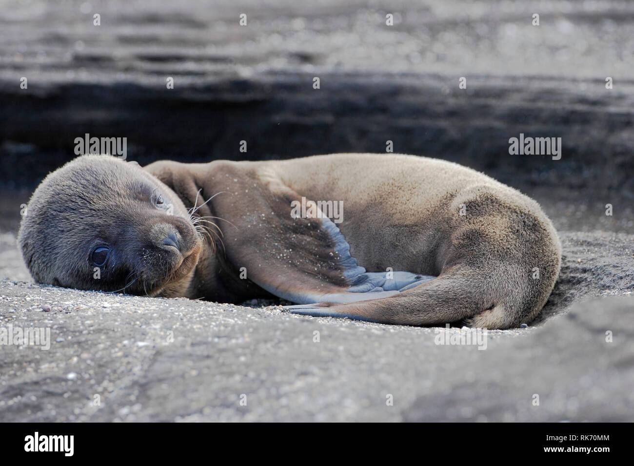 Le Galapagos pelliccia sigillo (Arctocephalus galapagoensis), Puerto Egas, Santiago, isole Galapagos, Ecuador Foto Stock