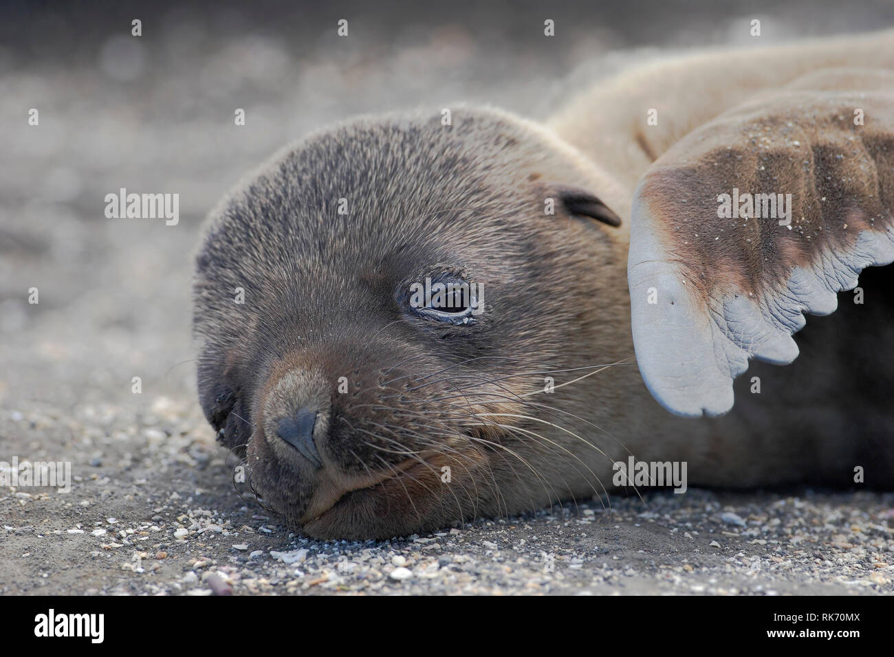 Le Galapagos pelliccia sigillo (Arctocephalus galapagoensis), Puerto Egas, Santiago, isole Galapagos, Ecuador Foto Stock