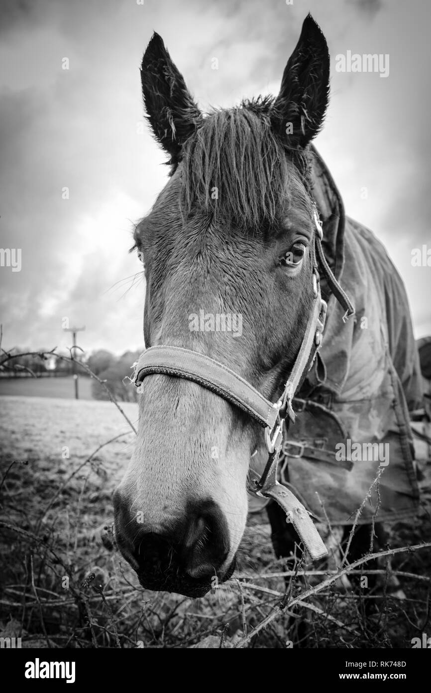 Il cavallo in un campo. Foto Stock