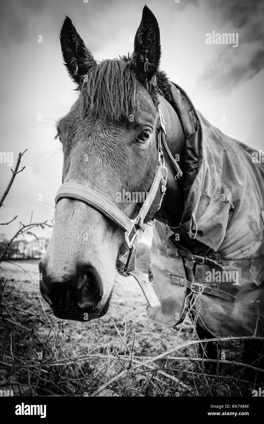Il cavallo in un campo. Foto Stock