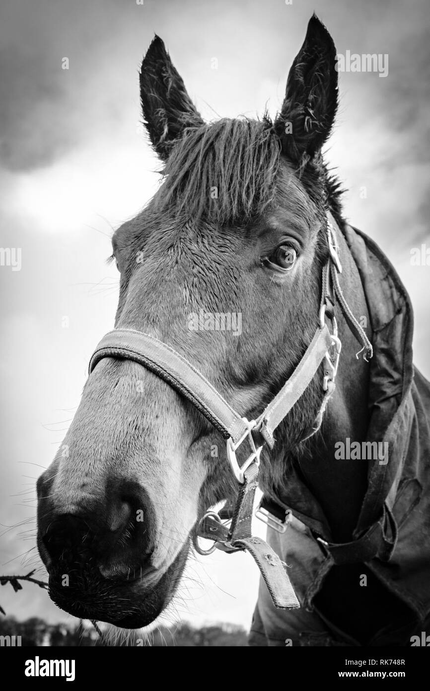 Il cavallo in un campo. Foto Stock
