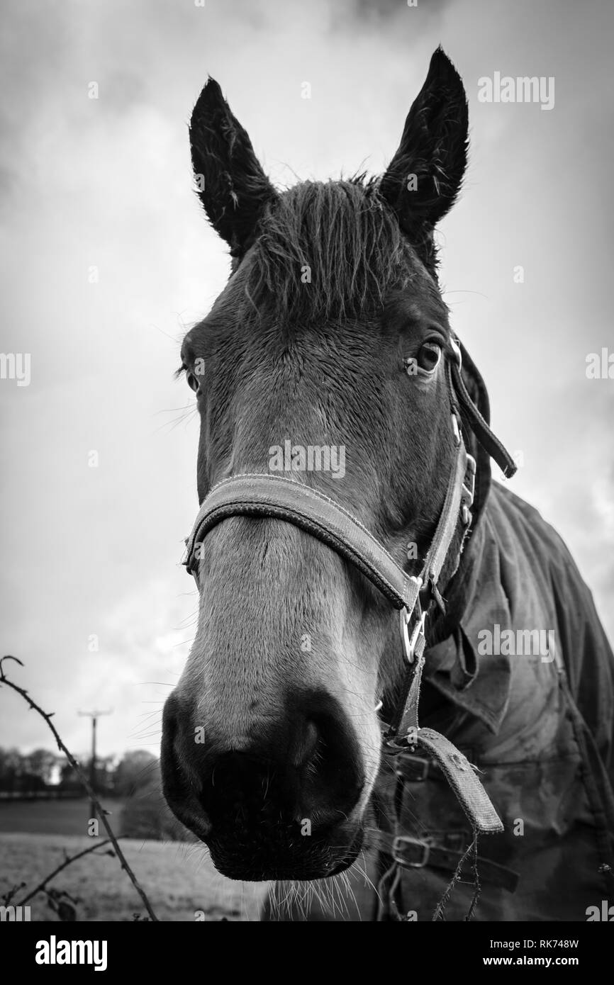 Il cavallo in un campo. Foto Stock