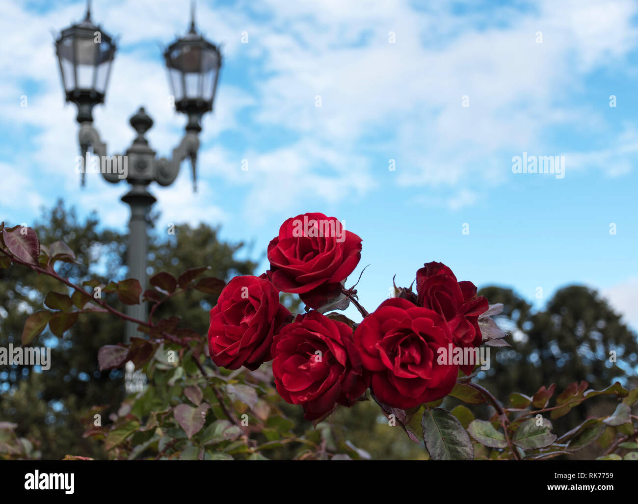 Struttura delle Rose Foto Stock