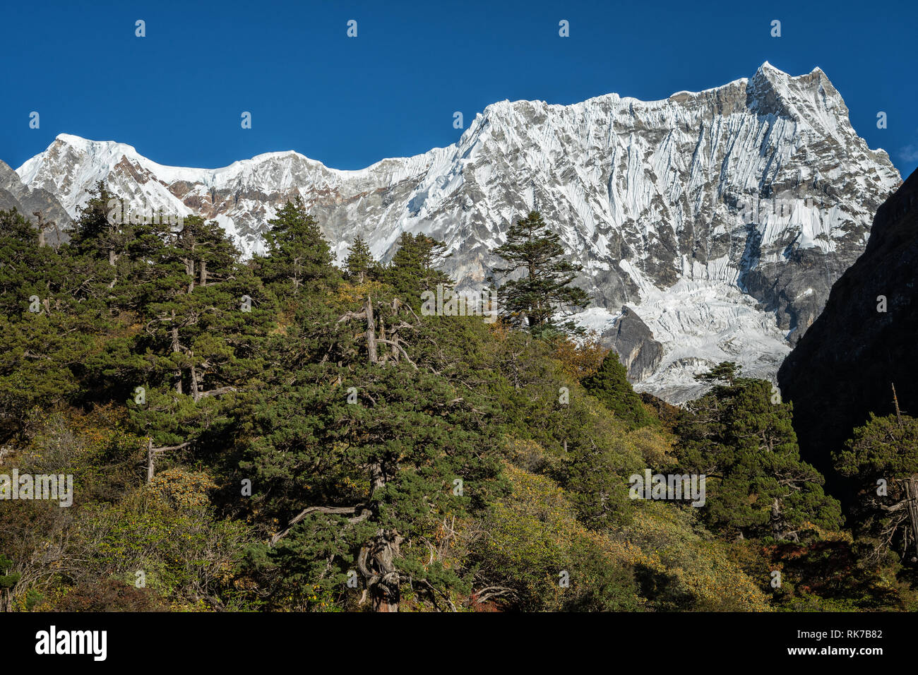 Foresta di fronte Gangchhenta (grande Tiger montagna), Gasa distretto, Snowman Trek, Bhutan Foto Stock