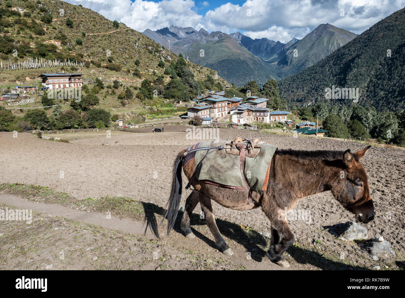 Mulo nel remoto villaggio di Laya, Gasa distretto, Snowman Trek, Bhutan Foto Stock