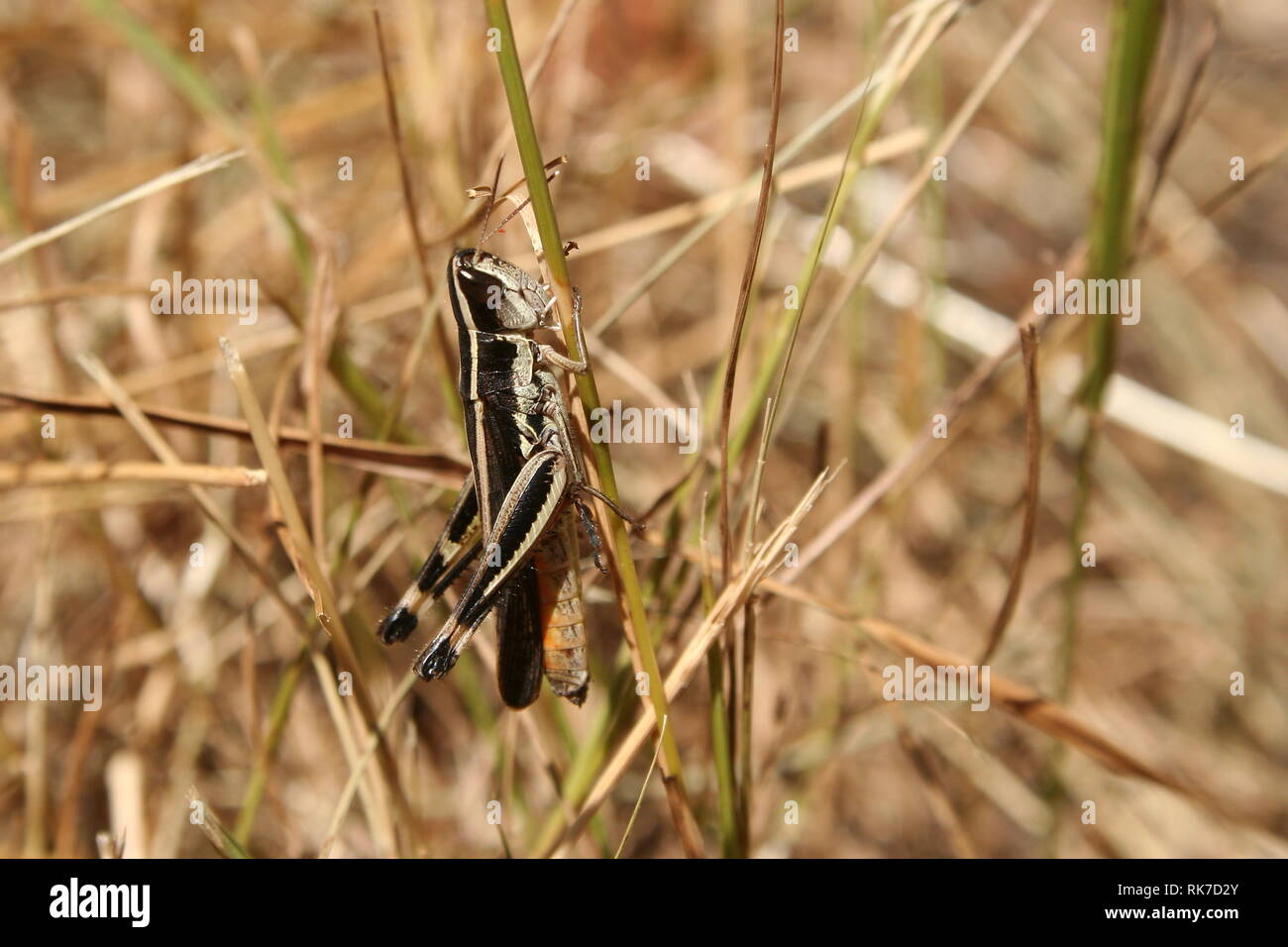 Wingless Grasshopper 'Phaulacridium vittatum' (adulti). Foto Stock