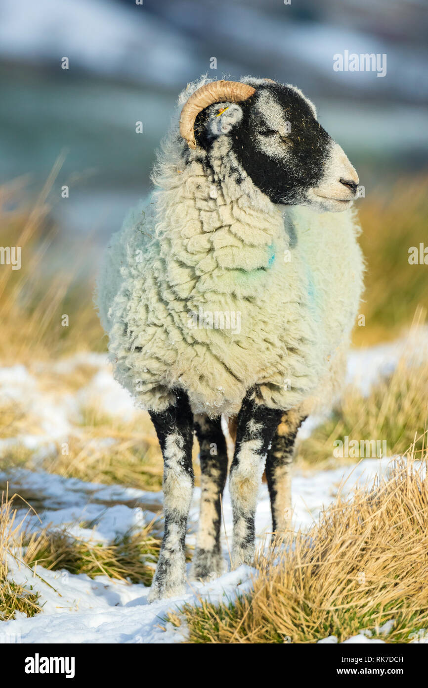 Swaledale pecora, la femmina della specie ovina, in caso di neve in Wensleydale, Inghilterra, Regno Unito. Freddo, wintery scena. Swaledale pecore sono una razza autoctona al North Yorkshire Foto Stock