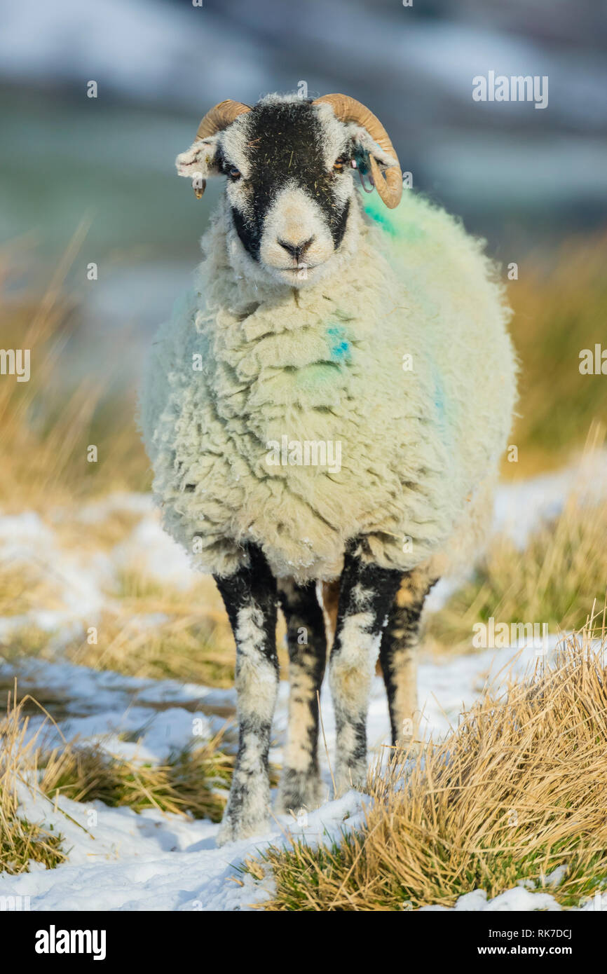 Swaledale pecora, la femmina della specie ovina, in caso di neve in Wensleydale, Inghilterra, Regno Unito. Freddo, wintery scena. Swaledale pecore sono una razza autoctona al North Yorkshire Foto Stock