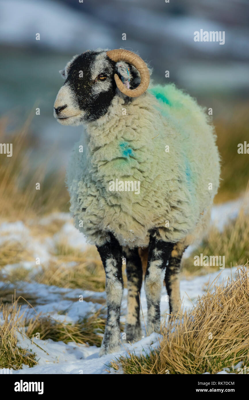 Swaledale pecora, la femmina della specie ovina, in caso di neve in Wensleydale, Inghilterra, Regno Unito. Freddo, wintery scena. Swaledale pecore sono una razza autoctona al North Yorkshire Foto Stock