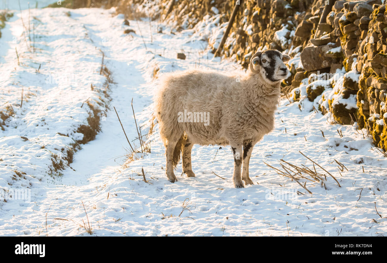 Swaledale pecora in caso di neve nel Nord Yorkshire. Rivolto verso destra. Swaledale sono una razza originaria del Nord Yorkshire. Paesaggio. Spazio per la copia. Foto Stock
