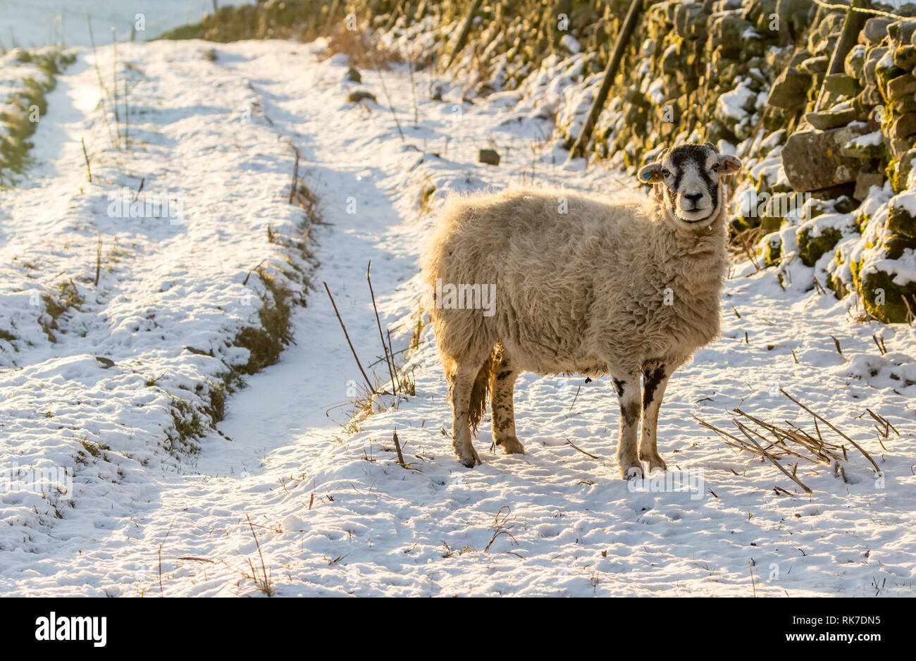 Swaledale pecora, la femmina della specie ovina, in caso di neve in Wensleydale, Inghilterra, Regno Unito. Freddo, wintery scena. Swaledale pecore sono una razza autoctona al North Yorkshire Foto Stock