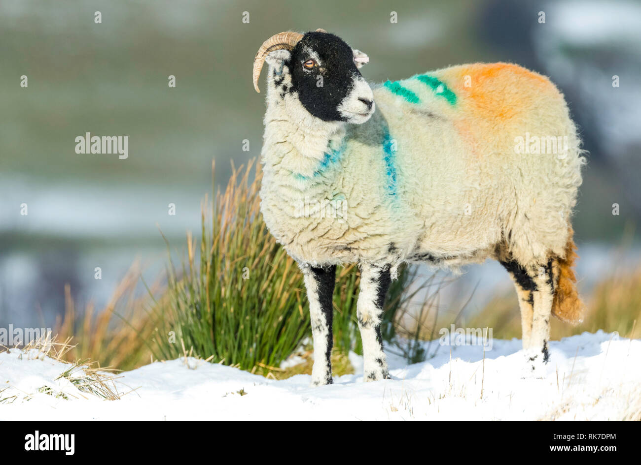 Swaledale pecora, la femmina della specie ovina, in caso di neve in Wensleydale, Inghilterra, Regno Unito. Freddo, wintery scena. Swaledale pecore sono una razza autoctona al North Yorkshire Foto Stock