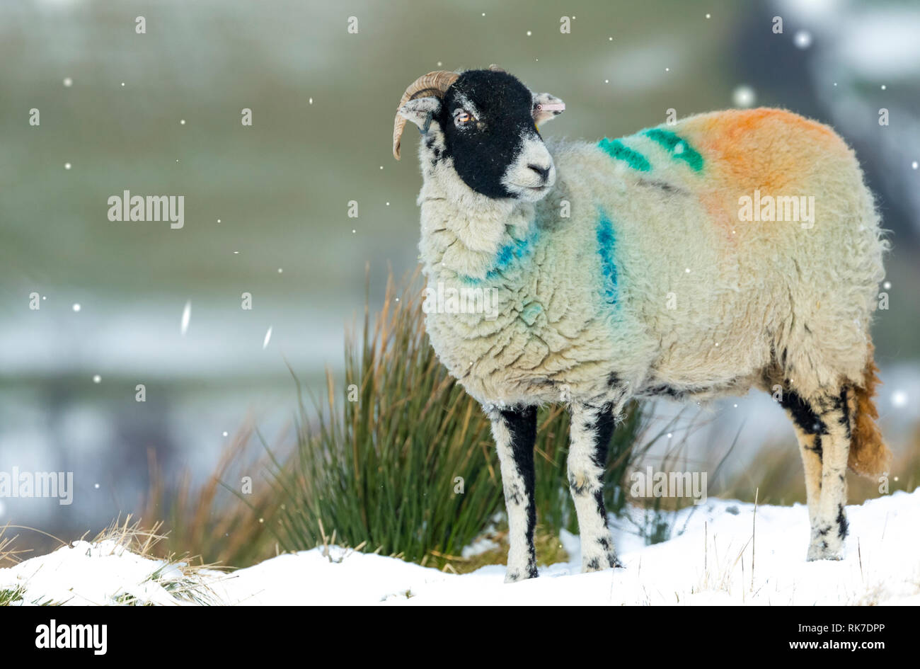 Swaledale pecora, la femmina della specie ovina, in caso di neve in Wensleydale, Inghilterra, Regno Unito. Freddo, wintery scena. Swaledale pecore sono una razza autoctona al North Yorkshire Foto Stock