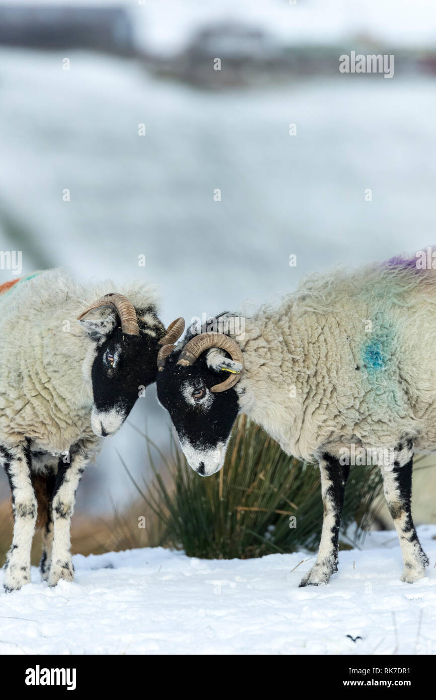 Swaledale pecore, animali femmine della specie ovina, in Yorkshire Dales, England, Regno Unito, di attestatura di testa nella neve. Swaledale ovini sono nativi a North Yorkshire. Ritratto Foto Stock