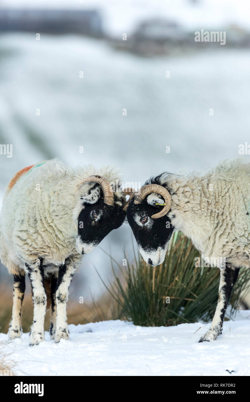 Swaledale pecore, animali femmine della specie ovina, in Yorkshire Dales, England, Regno Unito, di attestatura di testa nella neve. Swaledale ovini sono nativi a North Yorkshire. Ritratto Foto Stock