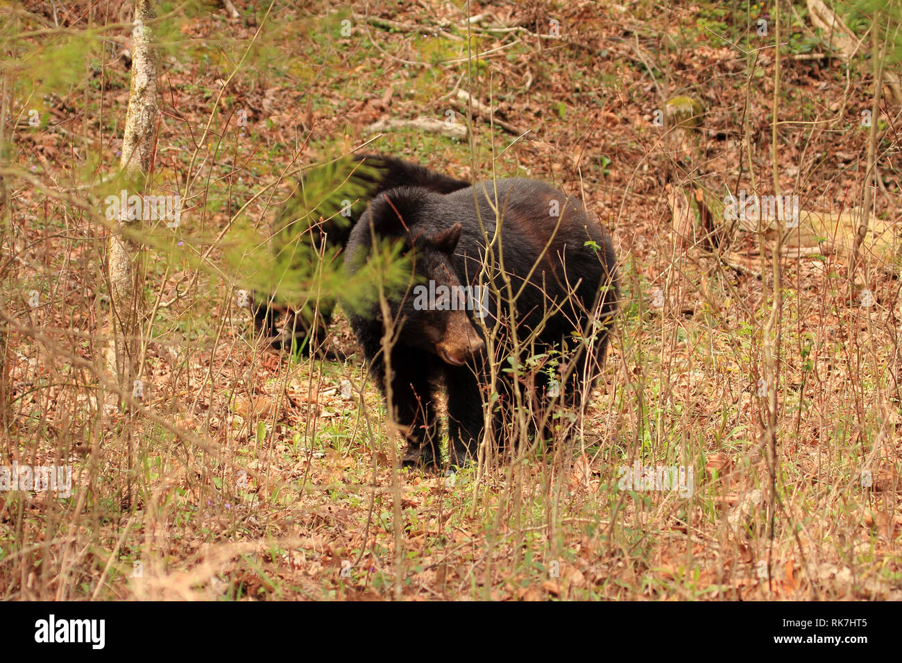 Black Bear in Cades Cove sezione di Great Smokey Mountains National Park, Tennessee Foto Stock