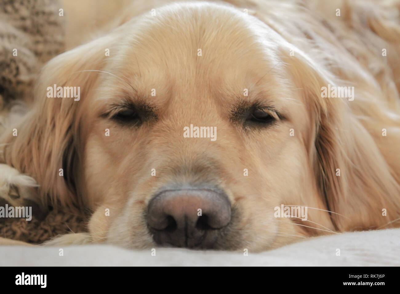 Carino il golden retriever cane dorme. Foto Stock