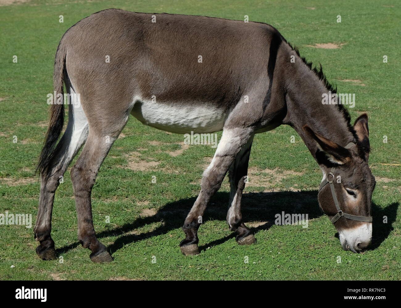 Donkey è pascolo a Gran Canaria Foto Stock