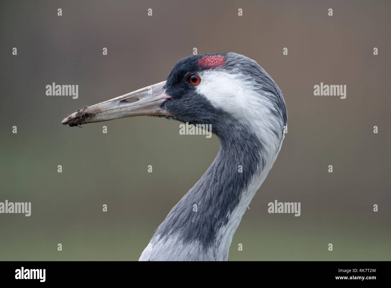 Comune - Gru grus grus Primo piano della testa Foto Stock