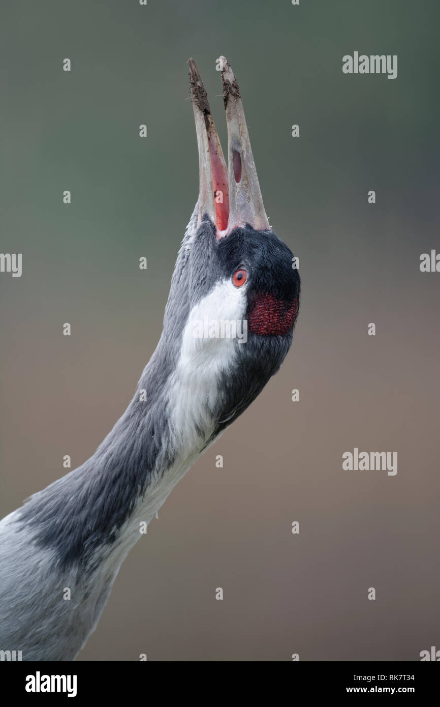 Comune - Gru grus grus Testa indietro chiamando Foto Stock