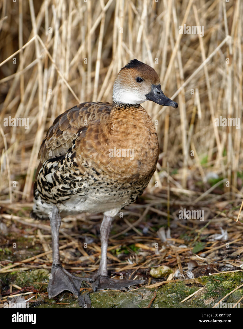 West Indian sibilo-duck - Dendrocygna arborea da Caraibi Foto Stock