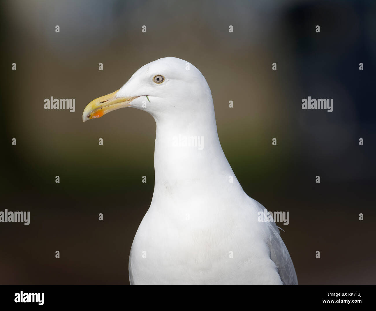 Aringa Gull - Larus argentatus adulto closeup della testa Foto Stock