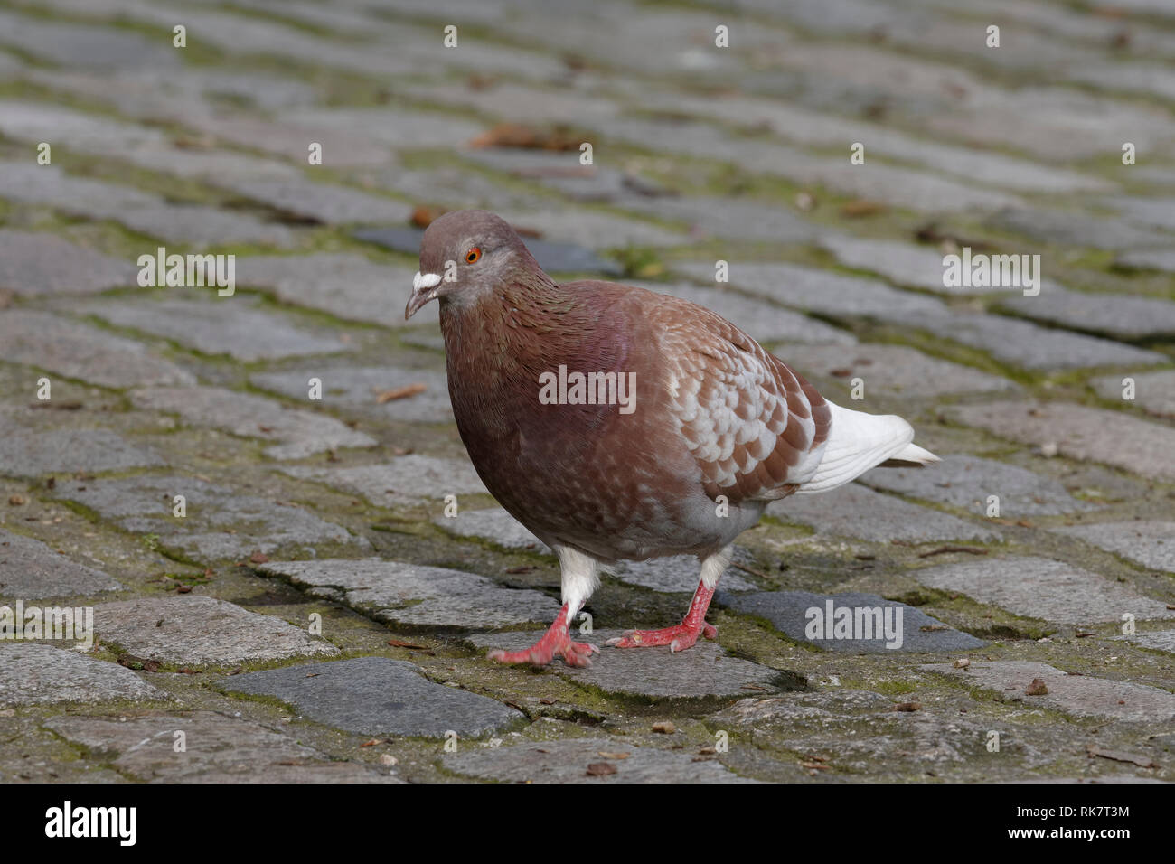 Feral Pigeon - Columba livia sulla strada di ciottoli Foto Stock