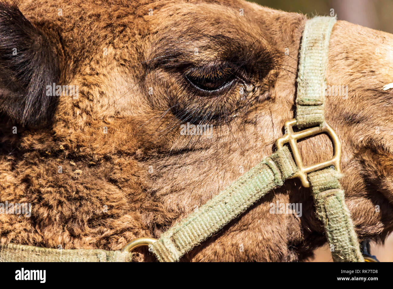 Un dromedario fotocamera pone per la fotocamera a una fauna esotica zoo di salvataggio. Foto Stock