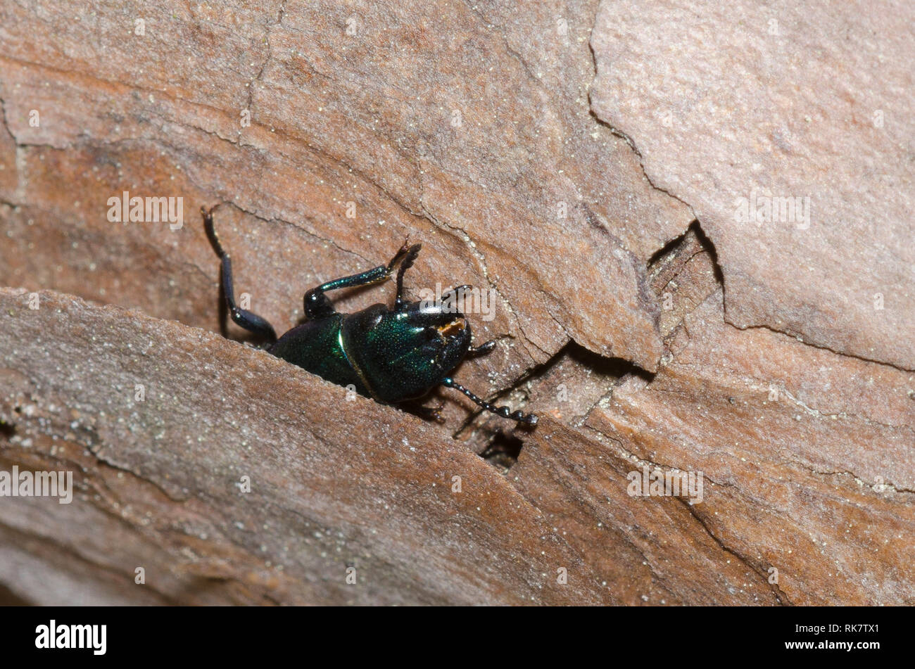 Corteccia-rosicchia Beetle, Temnoscheila sp., nascondendo sotto corteccia Foto Stock