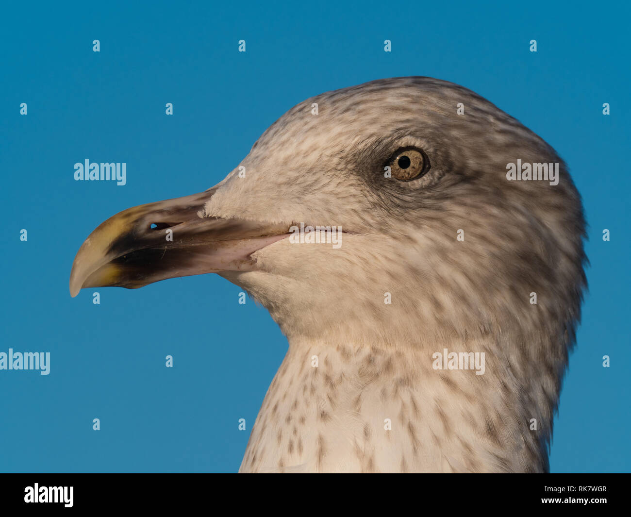 Chiudere fino a Seagull la testa Foto Stock