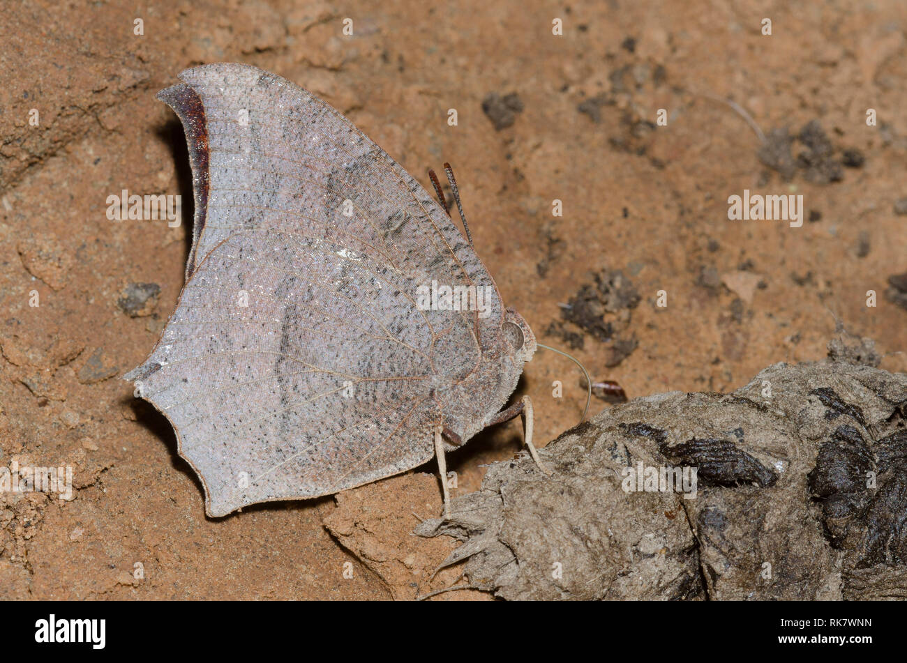Goatweed Leafwing, Anaea andria, approfondimento coyote scat Foto Stock