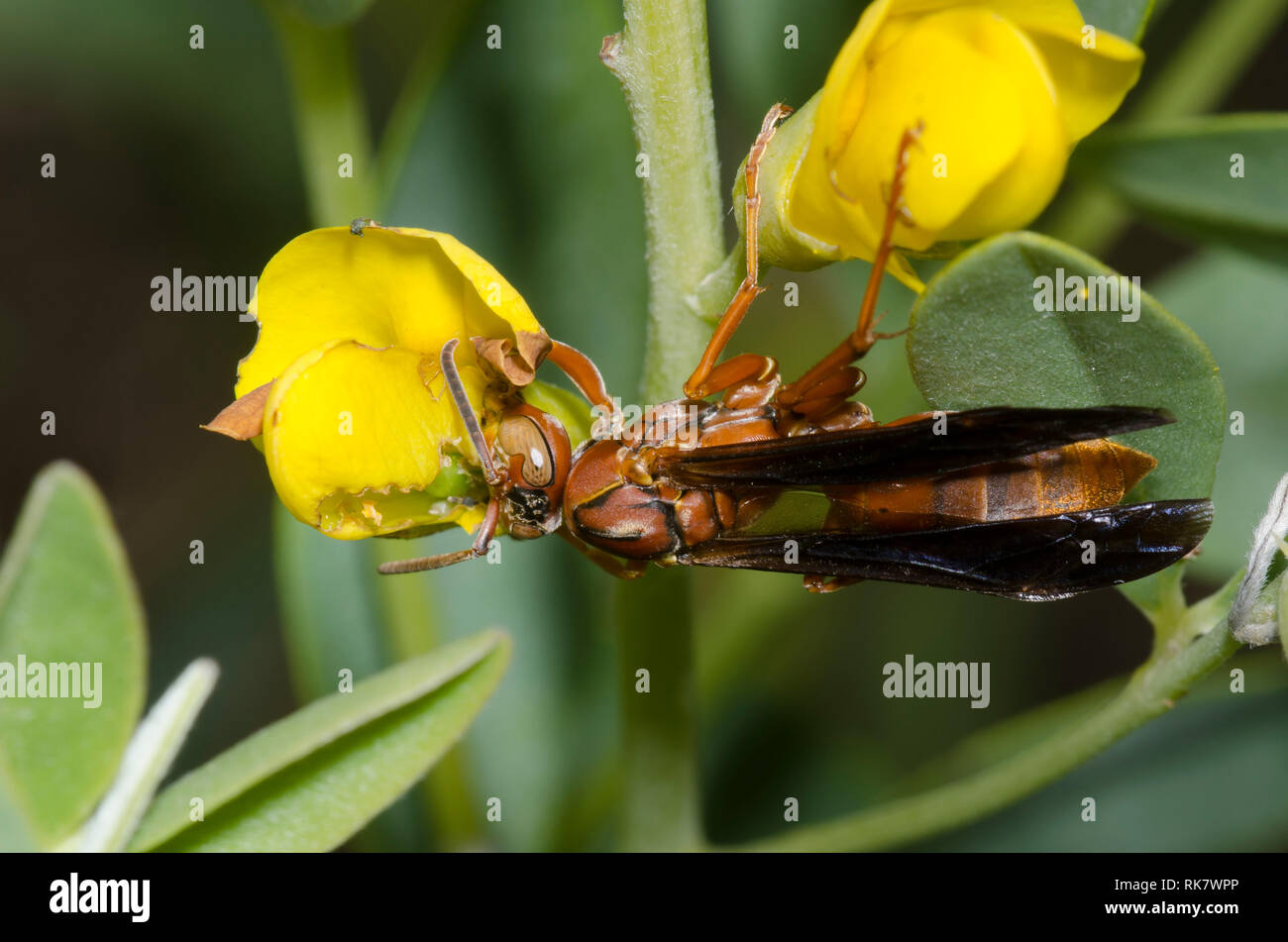 Carta Wasp, Polistes sp., su giallo Wild Indigo, Baptisia sphaerocarpa Foto Stock