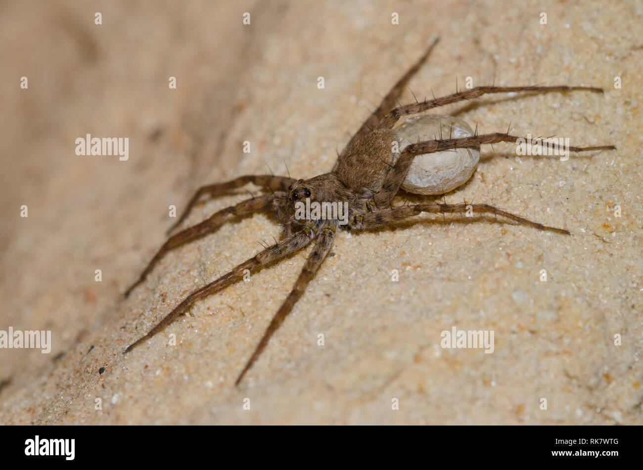 Thinlegged Wolf Spider, Pardosa sp., femmina con sacco di uovo Foto Stock