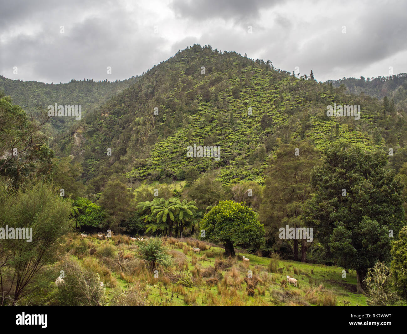 Pecore al pascolo su terreni accidentati pascolo, abbandonato terreni agricoli, la rigenerazione di Forest Hills, felci arboree e kanuka, Ahuahu Valley, Whanganui River, Nuova Zelanda Foto Stock