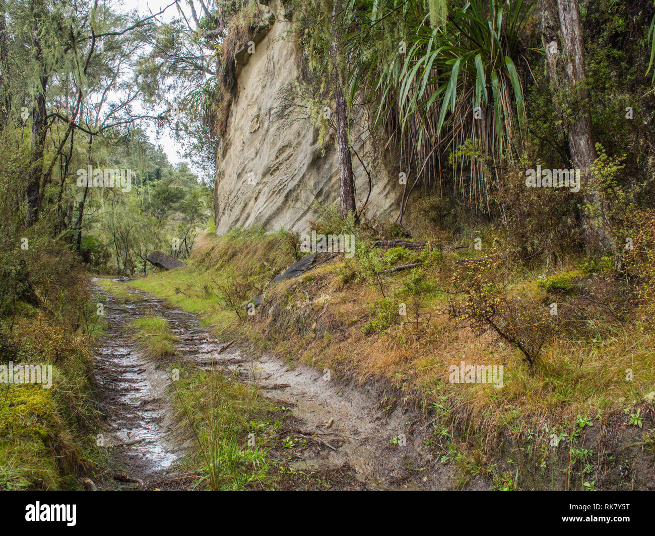 Sentiero sterrato via attraverso la rigenerazione di foresta secondaria che cresce su terreni abbandonati, scogliera di arenaria bluff, Ahuahu Valley, Whanganui River, Nuova Zelanda Foto Stock