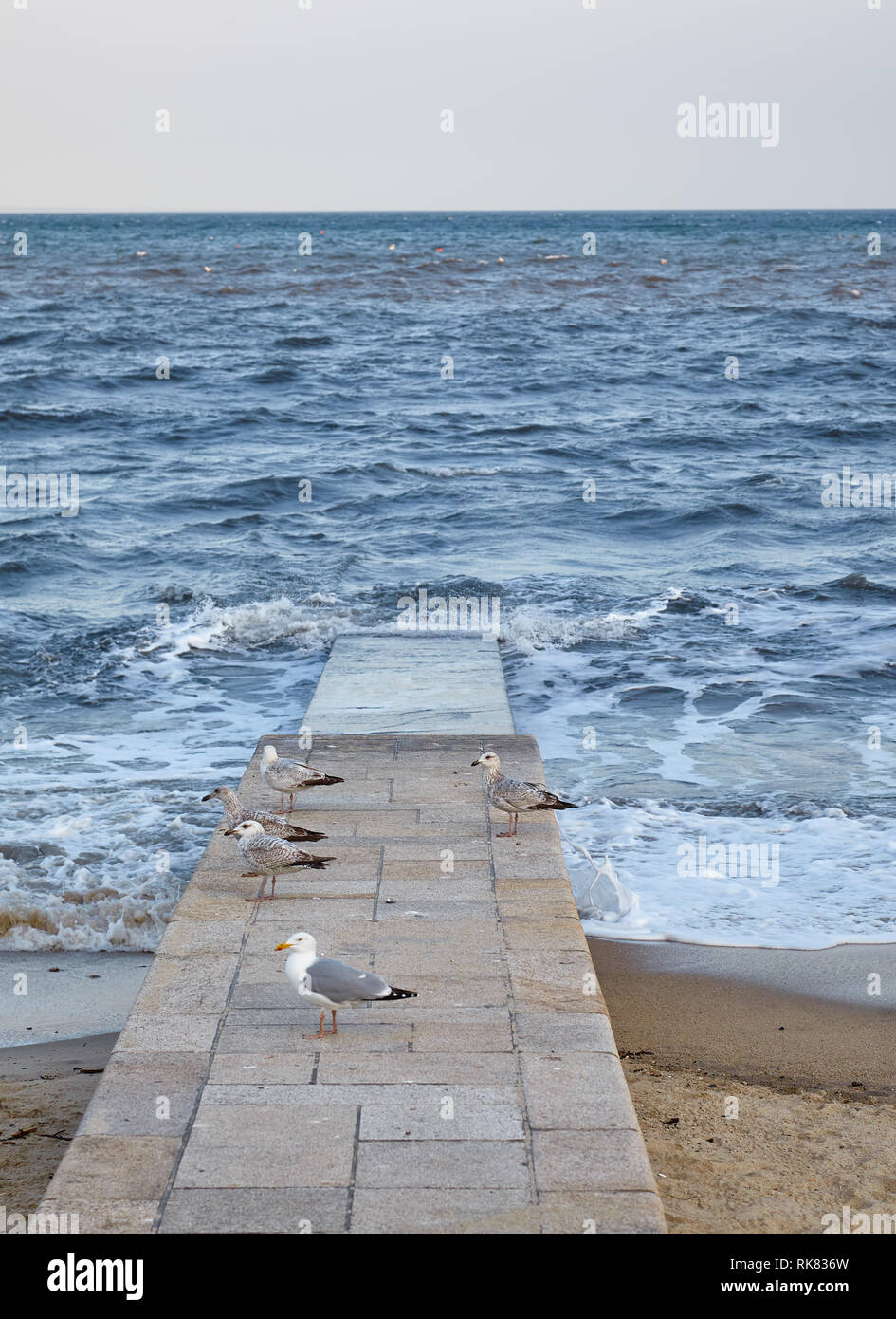 I giovani e gli adulti gabbiani sulla Lyme Bay beach Pier. Lyme Regis. Inghilterra Foto Stock