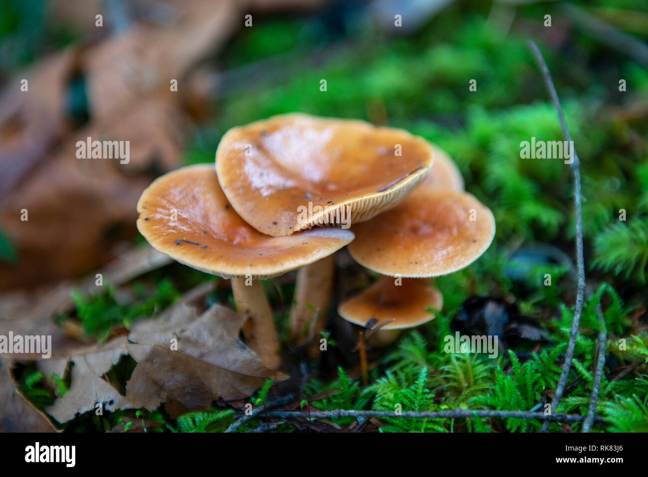 Dettaglio di funghi selvatici nel suo habitat naturale in Isola di Vancouver, British Columbia, Canada Foto Stock