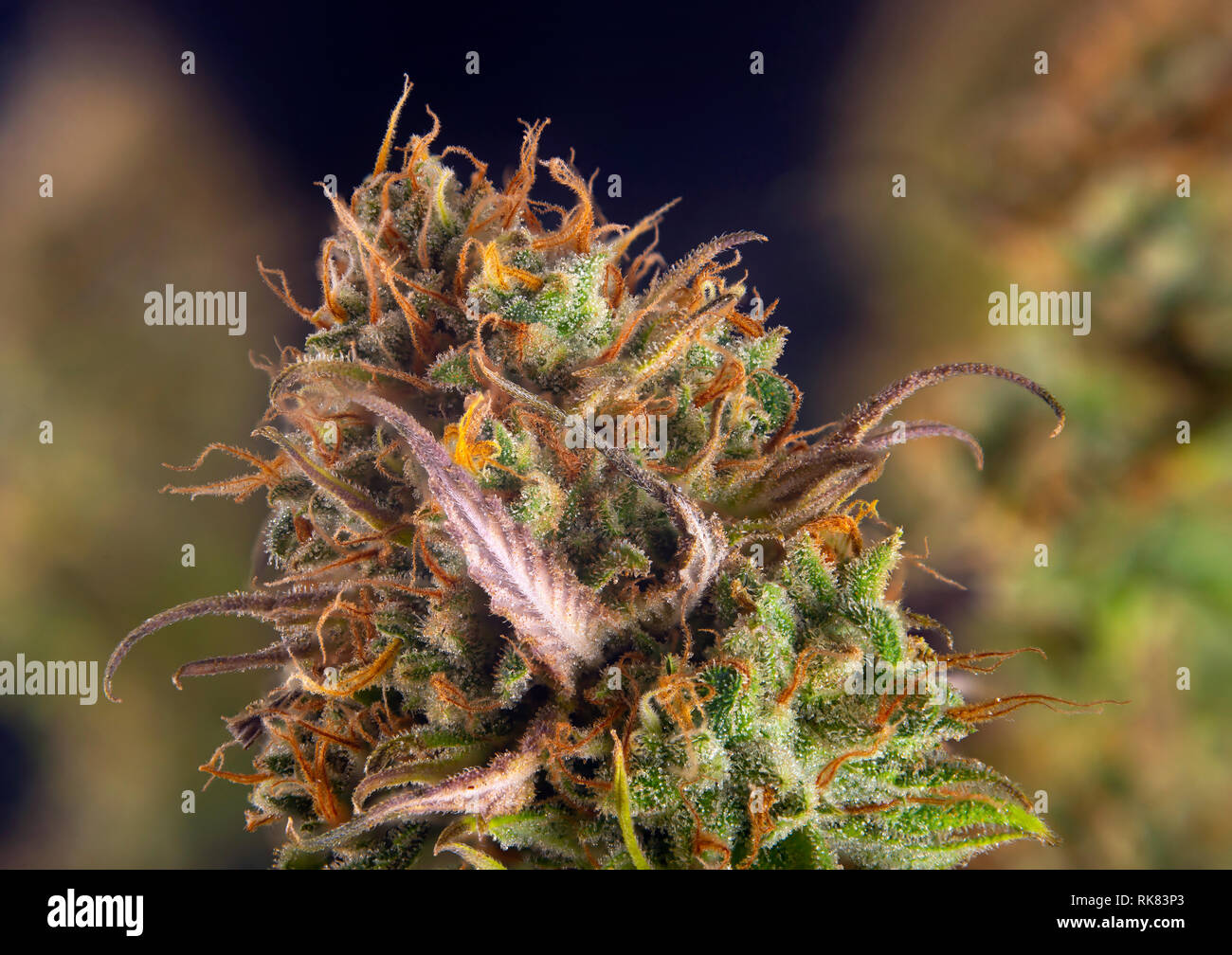Pianta di cannabis (Originale Gangster Rosa marijuana strain) sui ritardi di fase di fioritura - isolato su sfondo nero Foto Stock