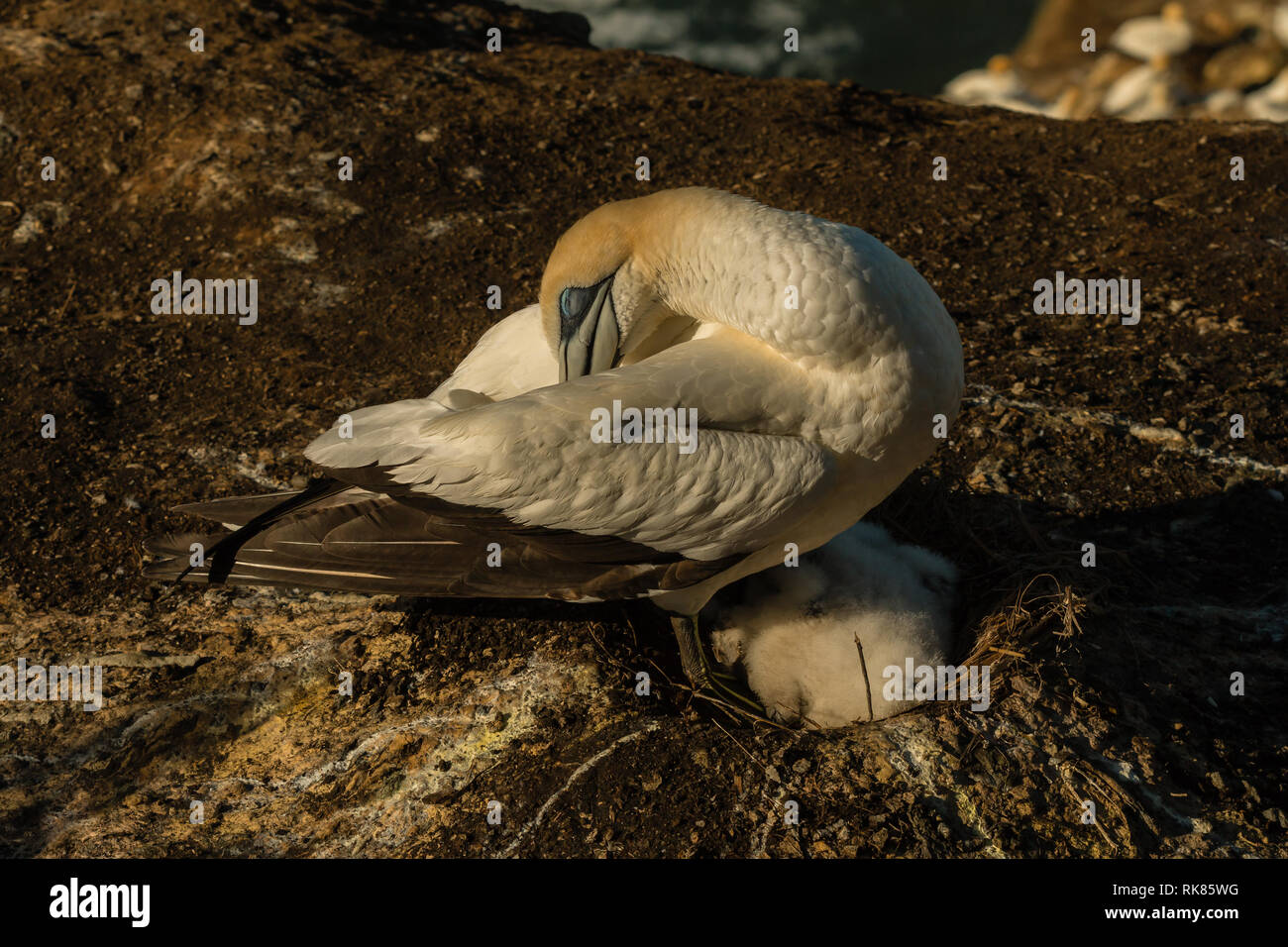 Muriwai Gannet colonia, Muriwai parco regionale, nei pressi di Auckland,North Island , Nuova Zelanda Foto Stock