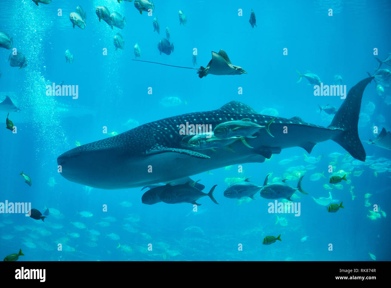 Squalo Balena in Georgia Aquarium Atlanta Foto Stock