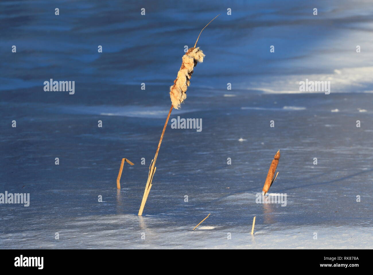 Quebec, Canada. Cattails in inverno Foto Stock
