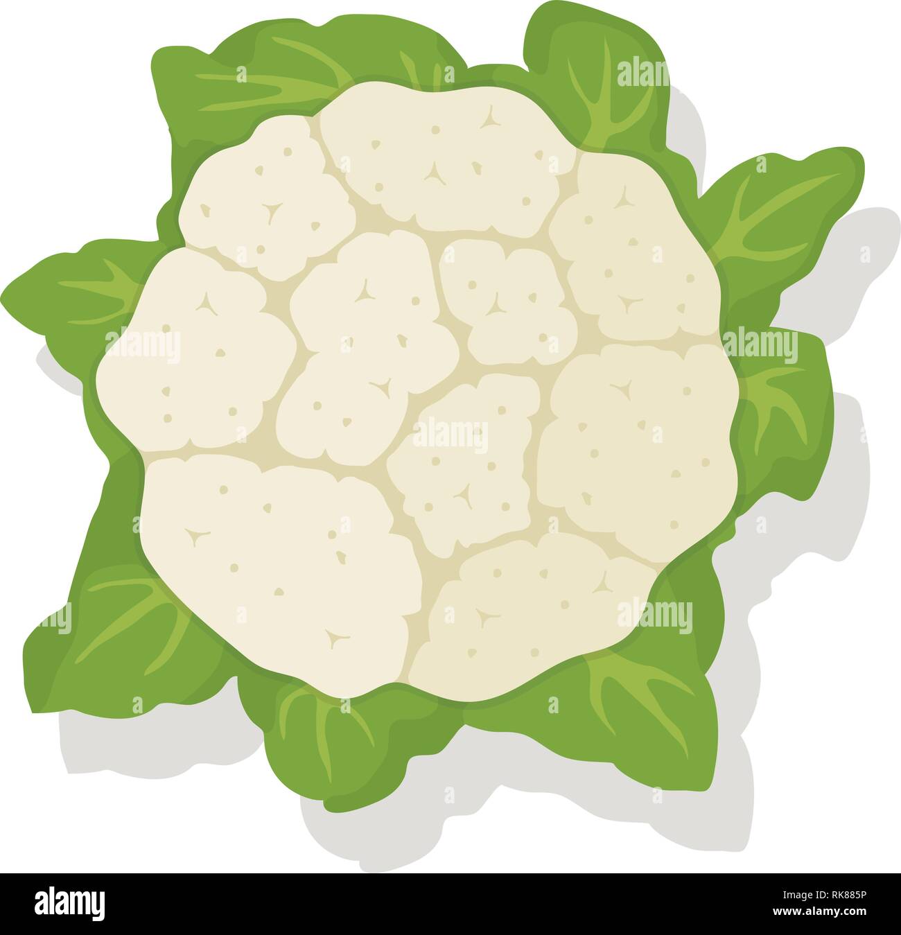Vettore di verdura cavolo cavolfiore isolati su sfondo bianco sano cibo vegetariano icona. materie cavolfiore unico tutta la testa con le foglie per har Illustrazione Vettoriale