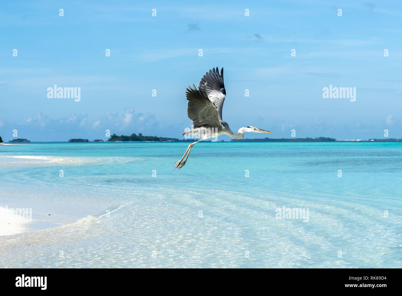 Un Airone cenerino (Ardeacinerea) volare sulla spiaggia con le isole in background in Maldive Foto Stock