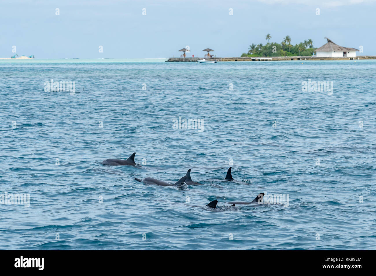 Wild i delfini nuotare in corrispondenza della superficie del mare con l'isola sullo sfondo delle Maldive. Foto Stock