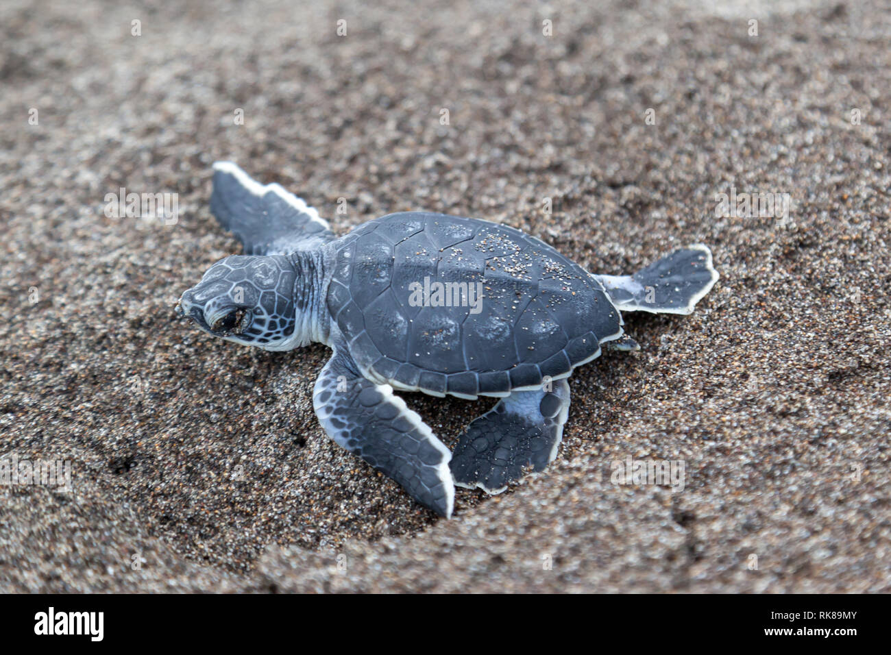 Un bambino tartaruga verde (Chelonia Mydas) strisciare per l'oceano sulla spiaggia in Costa Rica. Foto Stock