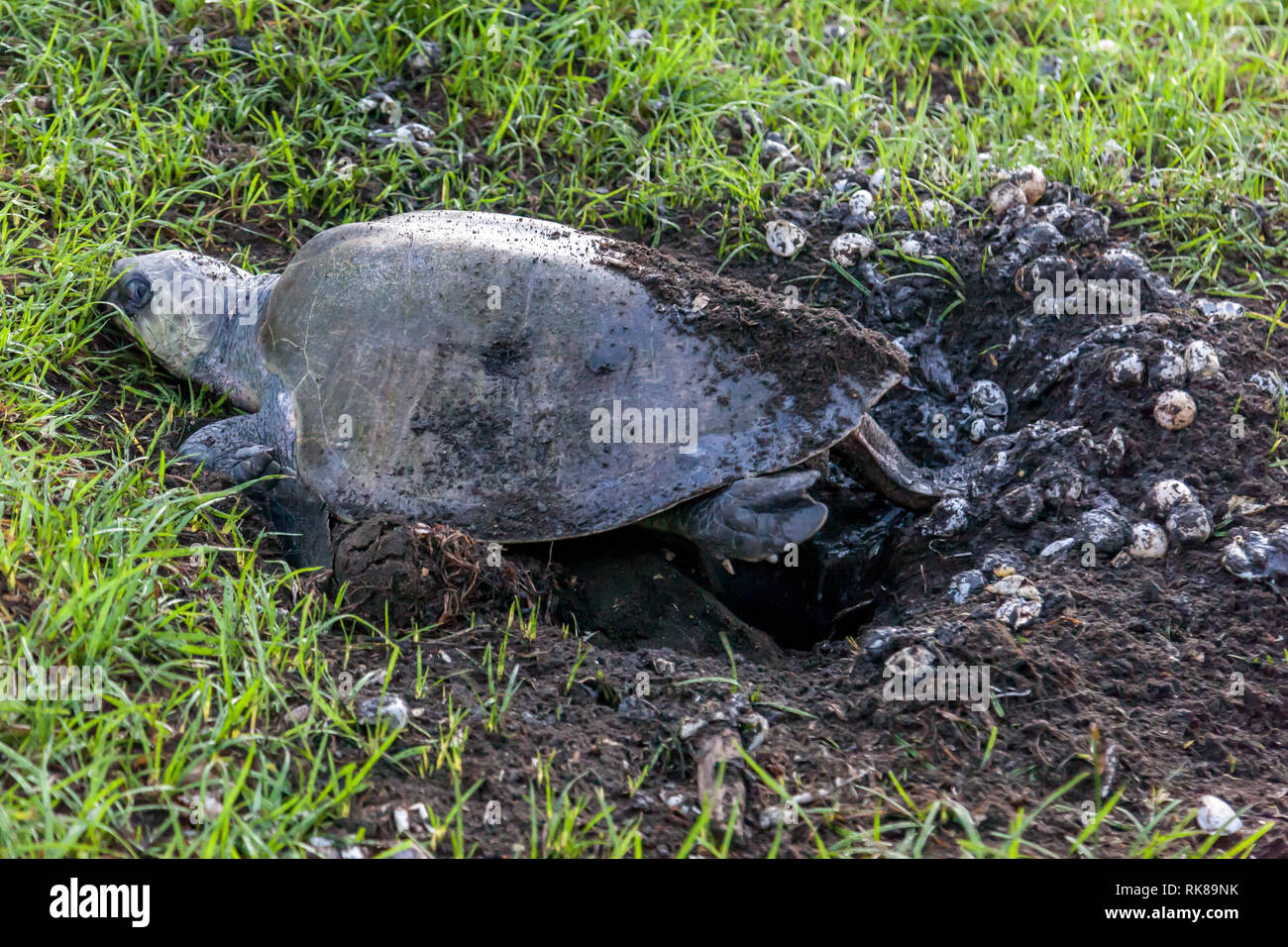 Un olive ridley sea turtle scavando il nido e danneggiare la notte precedente le uova sulla spiaggia di Ostional Wildlife Refuge in Costa Rica. Foto Stock
