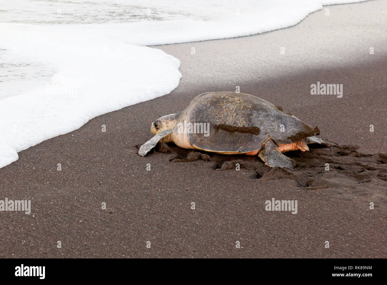 Un olive ridley sea turtle tornando al mare dopo la deposizione delle uova sulla spiaggia di mattina a Ostional Wildlife Refuge in Costa Rica. Foto Stock