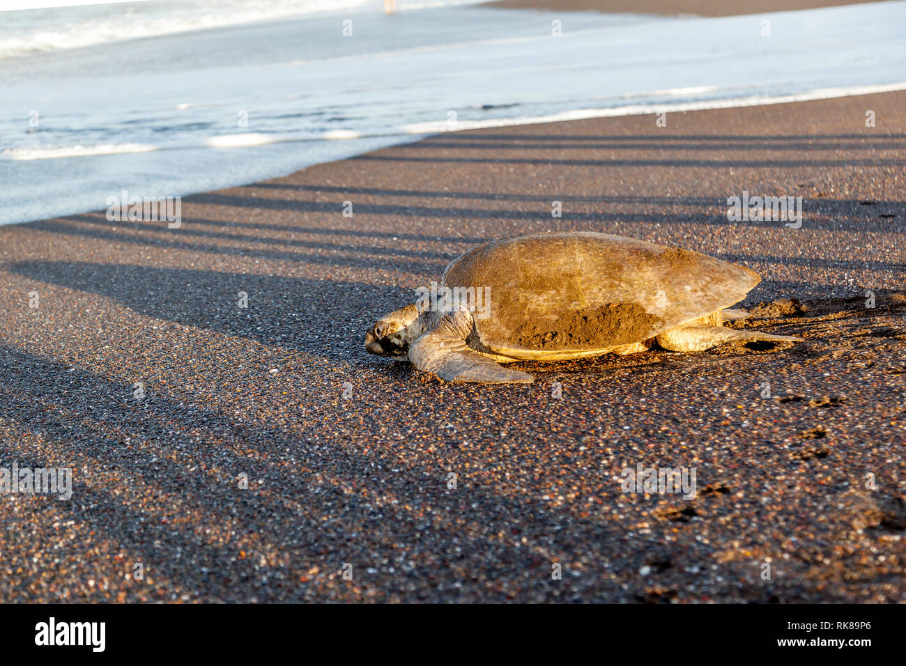Un olive ridley sea turtle tornando al mare dopo la deposizione delle uova sulla spiaggia di mattina a Ostional Wildlife Refuge in Costa Rica. Foto Stock